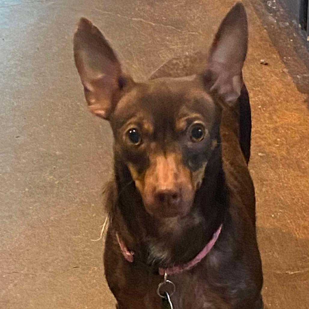 Enlarge Mia (Dallas), a Adoptable Chihuahua in Murphy, TX image 1/3