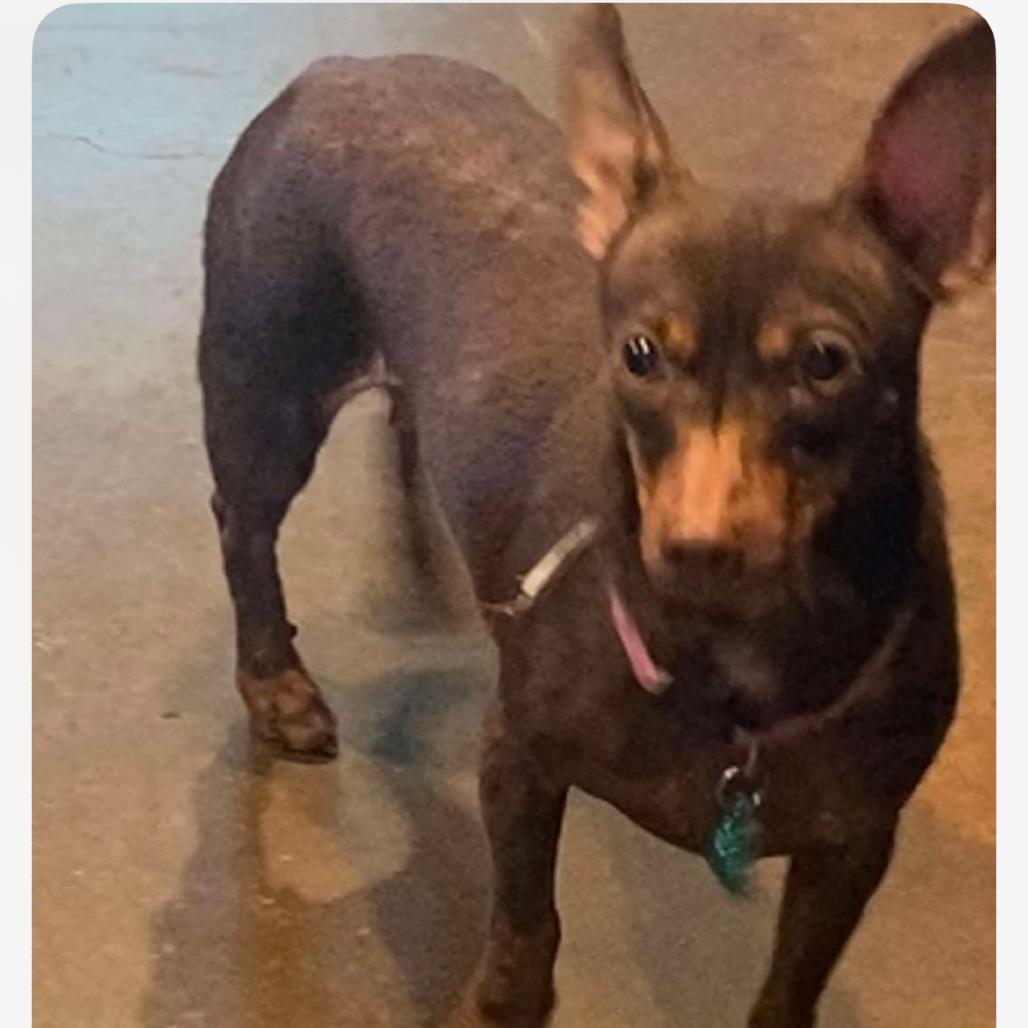 Enlarge Mia (Dallas), a Adoptable Chihuahua in Murphy, TX image 2/3