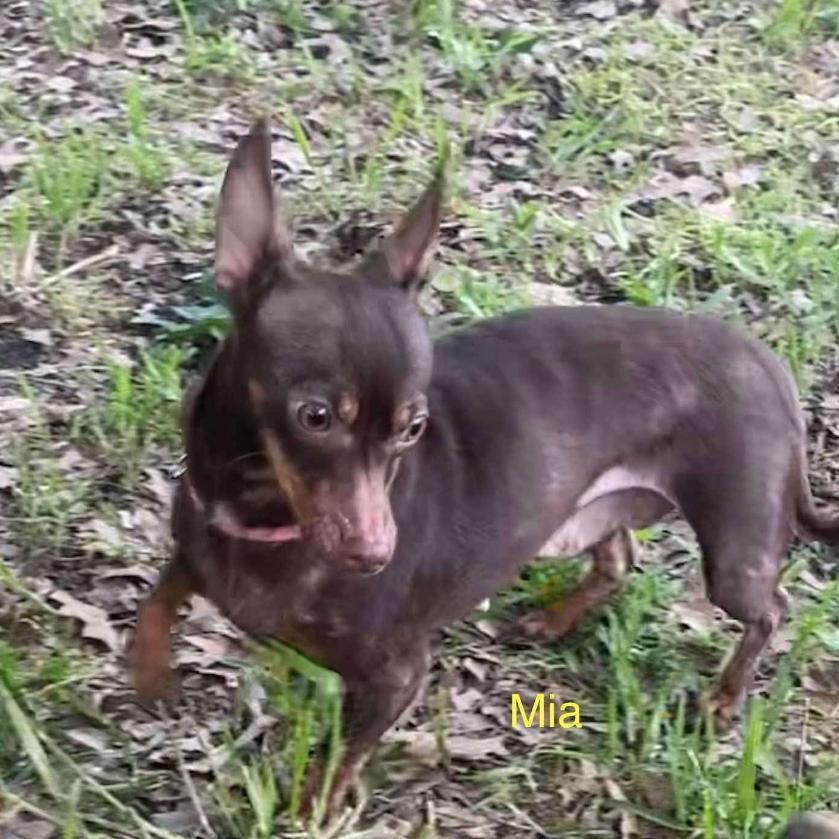 Enlarge Mia (Dallas), a Adoptable Chihuahua in Murphy, TX image 3/3