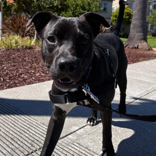 DAWSON, Adoptable, Young Male Pit Bull Terrier & Mixed Breed.