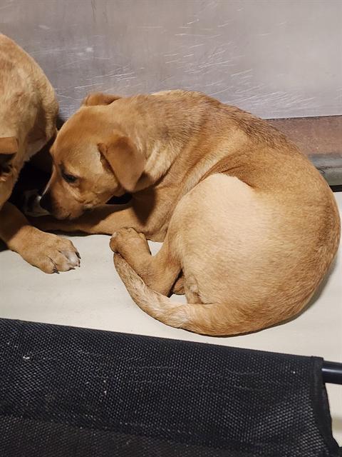 Enlarge Sandy -- URGENT! LONGTIME RESIDENT!, a ADOPTABLE mixed breed in Thousand Oaks, CA image 1/1