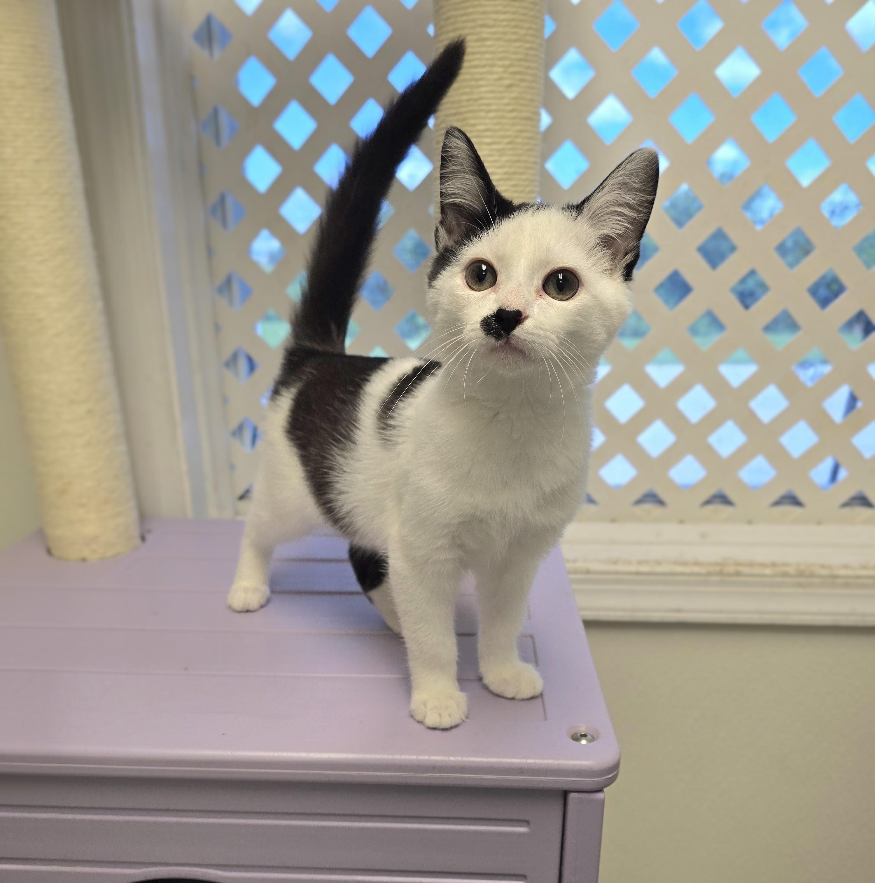 Tommy, Adoptable, Kitten Male Domestic Short Hair.