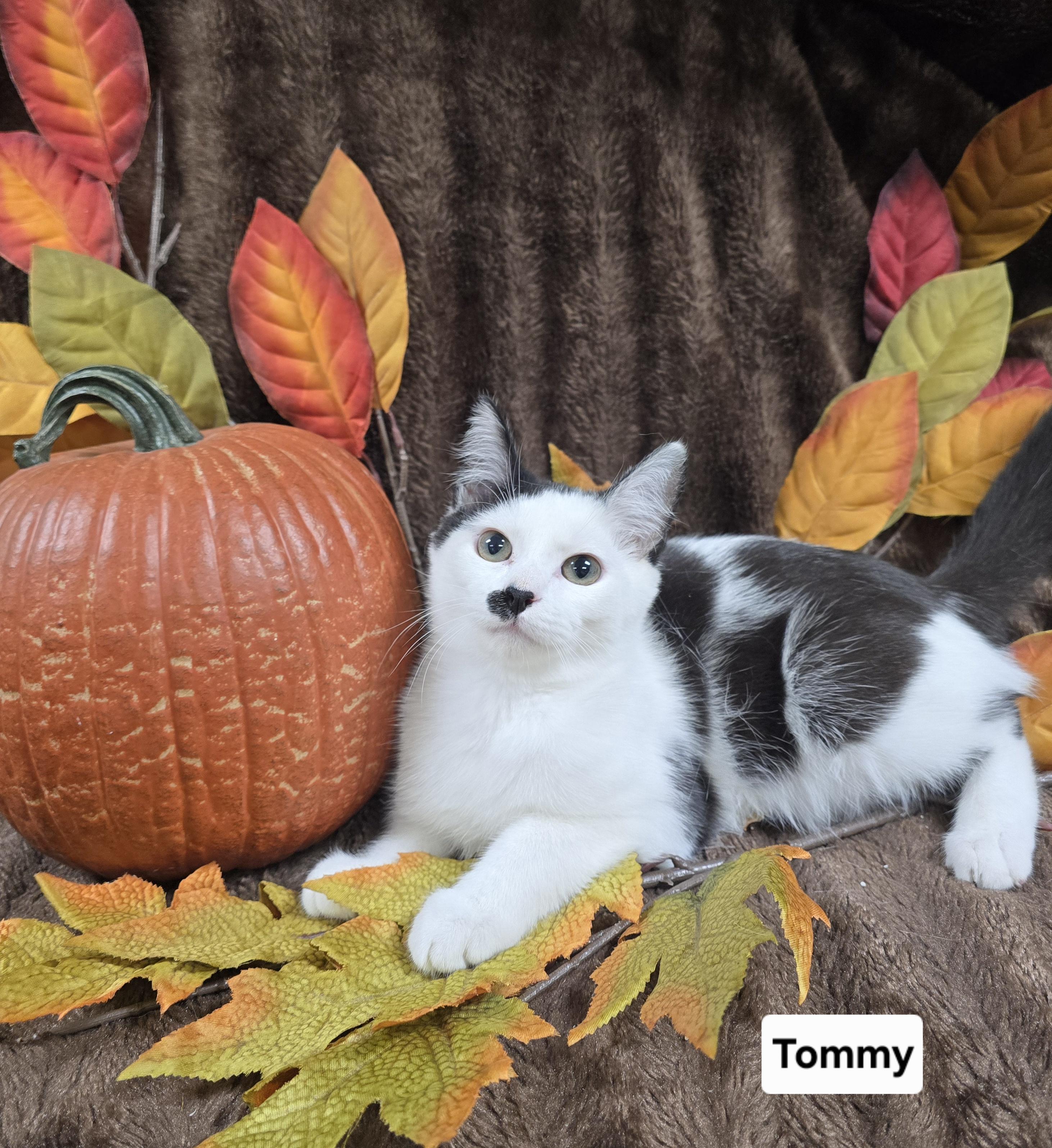 Enlarge Tommy, a Adoptable mixed breed in Mount Carmel, IL image 1/5