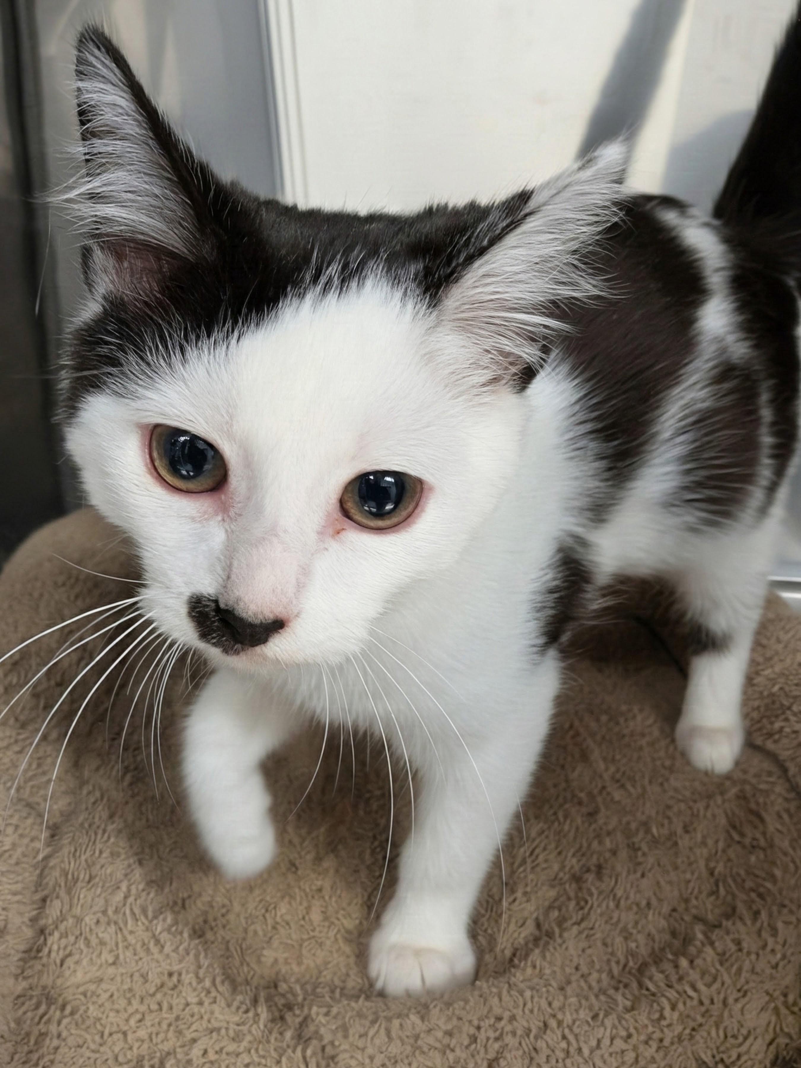 Tommy, Adoptable, Kitten Male Domestic Short Hair.