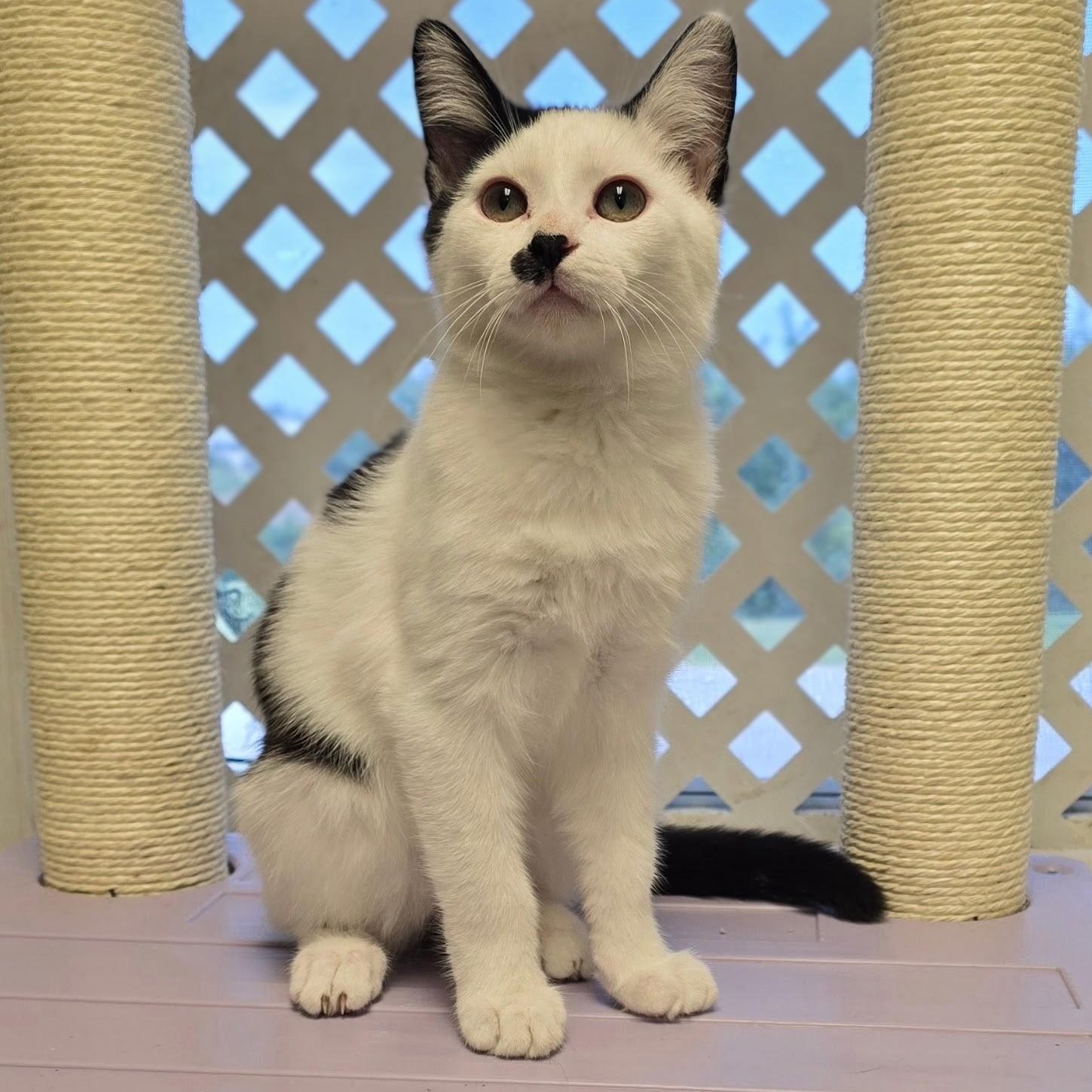 Enlarge Tommy, a Adoptable mixed breed in Mount Carmel, IL image 2/5