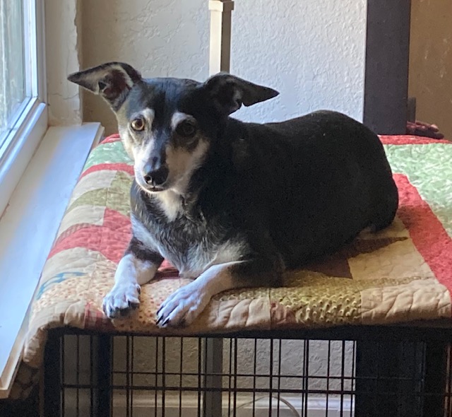 Dog for adoption Olaf, a Chihuahua Mix in Choctaw, OK Petfinder