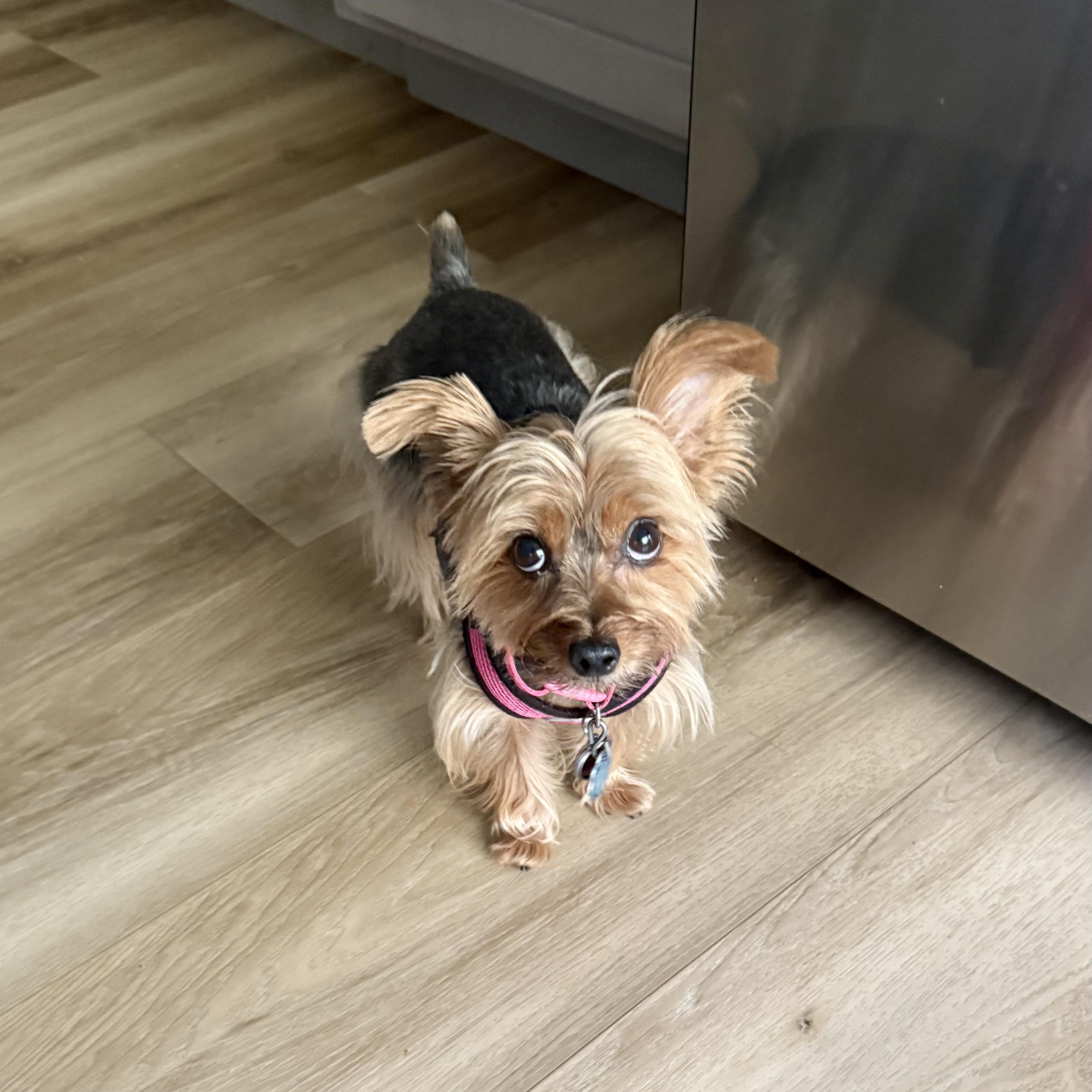 Enlarge Missy, an adopted Yorkshire Terrier in Mary Esther, FL image 2/5