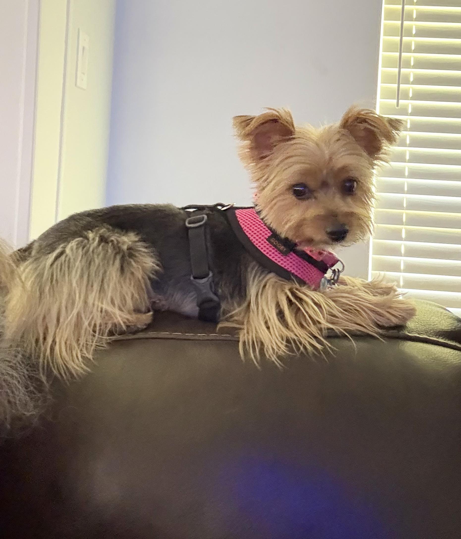 Enlarge Missy, an adopted Yorkshire Terrier in Mary Esther, FL image 3/5
