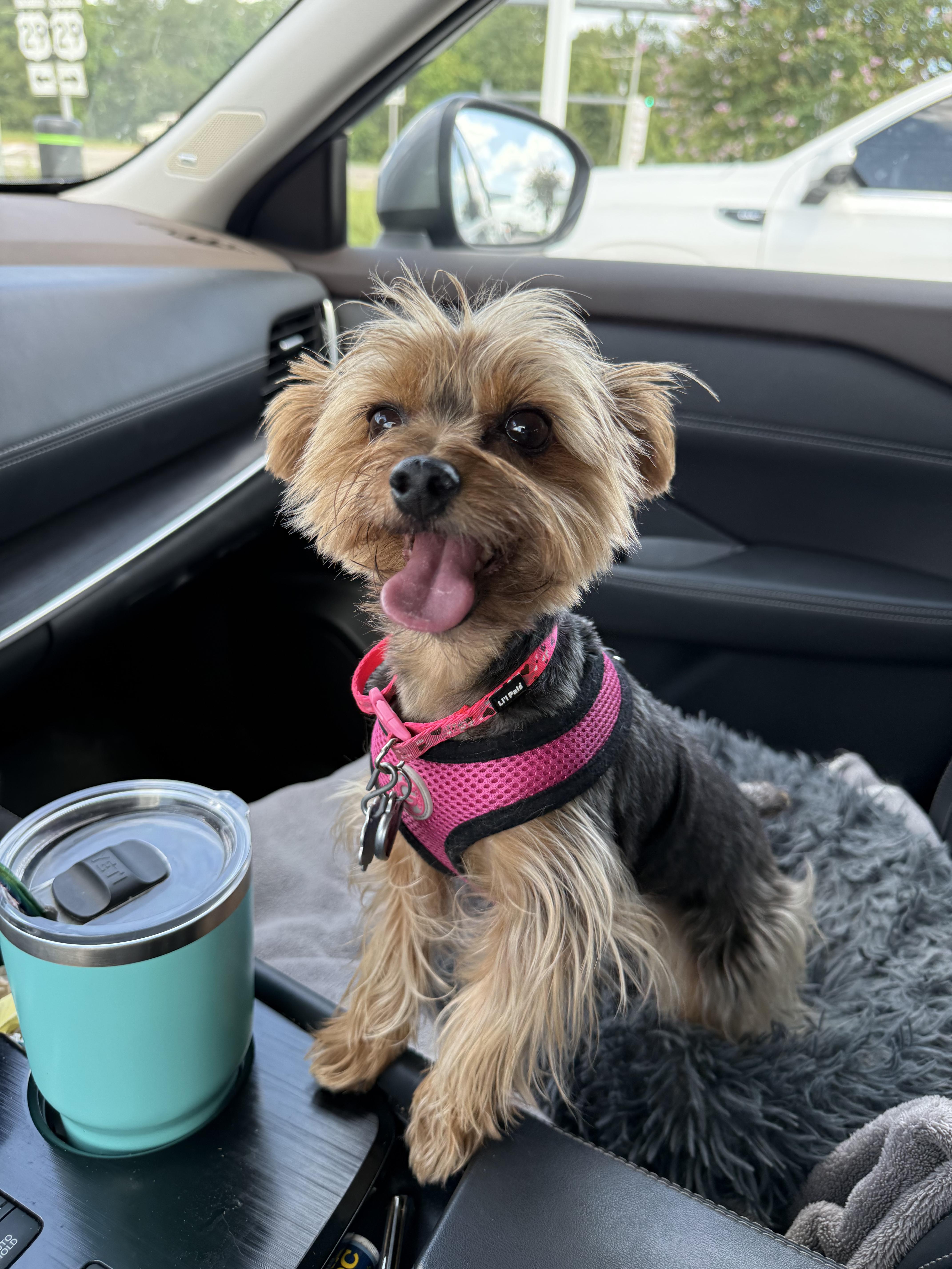 Enlarge Missy, an adopted Yorkshire Terrier in Mary Esther, FL image 5/5
