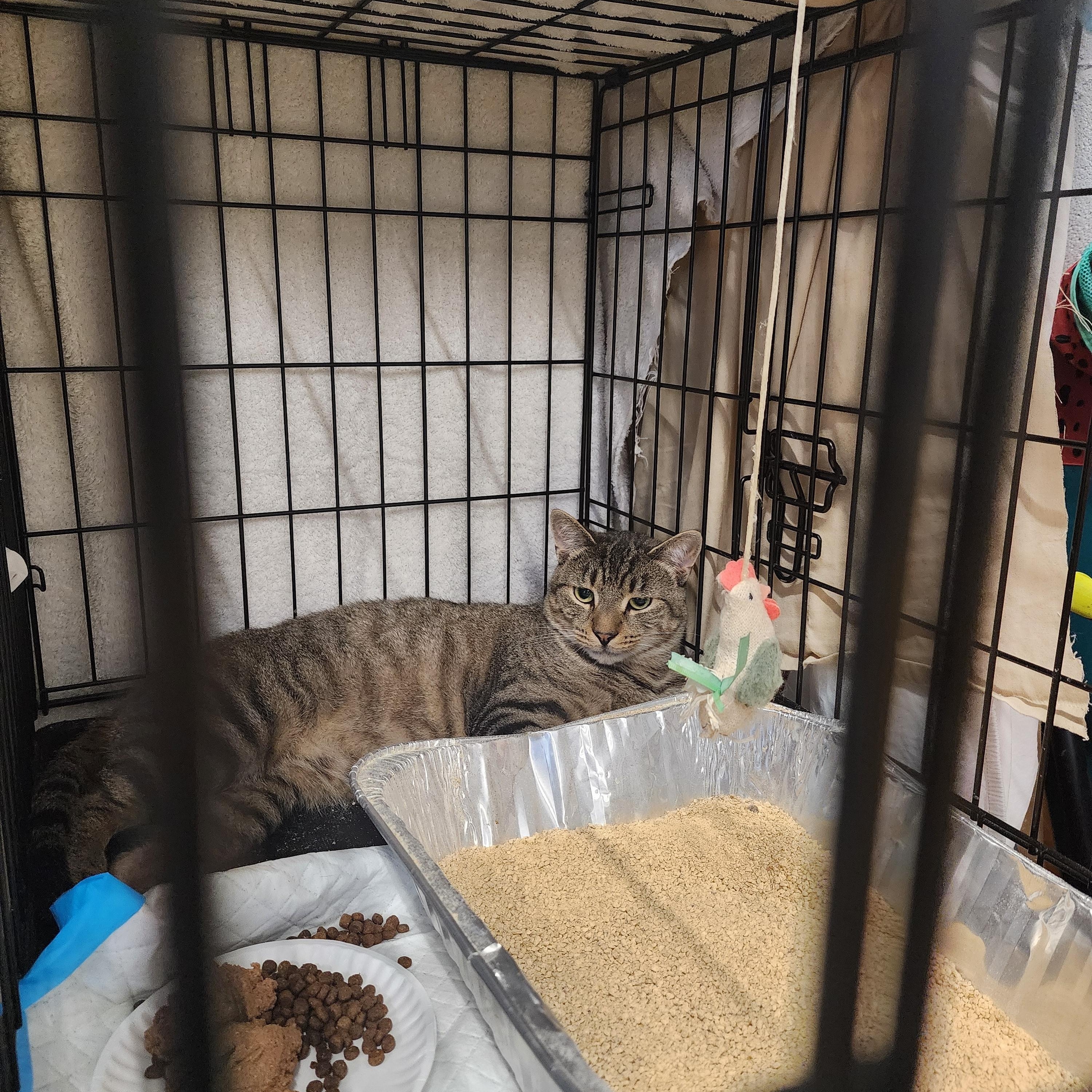 Parmesan, a Adoptable American Shorthair in New York, NY image 4/5