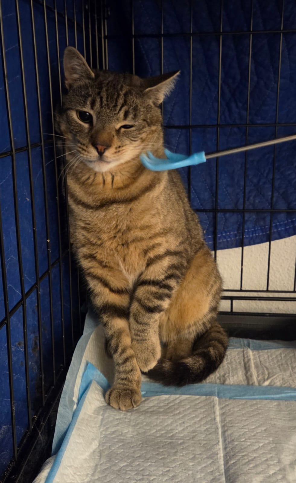 Parmesan, a Adoptable American Shorthair in New York, NY image 3/5