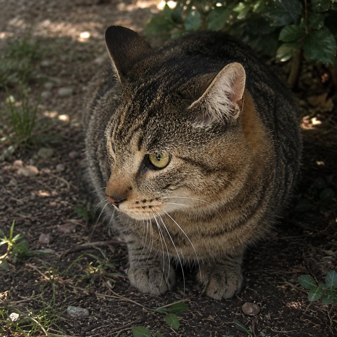 Parmesan, a Adoptable American Shorthair in New York, NY image 2/5