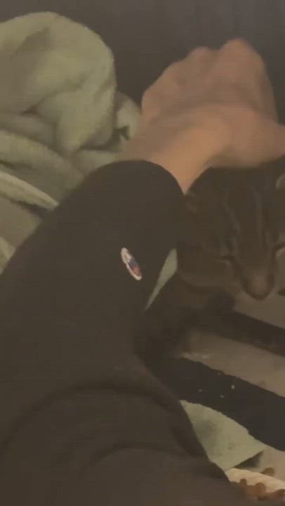 Enlarge Parmesan, a Adoptable American Shorthair in New York, NY video 5/5