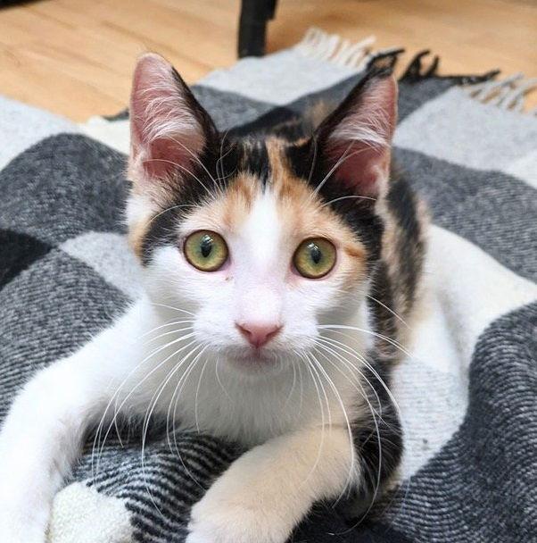 Enlarge Lyra #precious-purr-baby, a Adoptable mixed breed in Houston, TX image 2/4