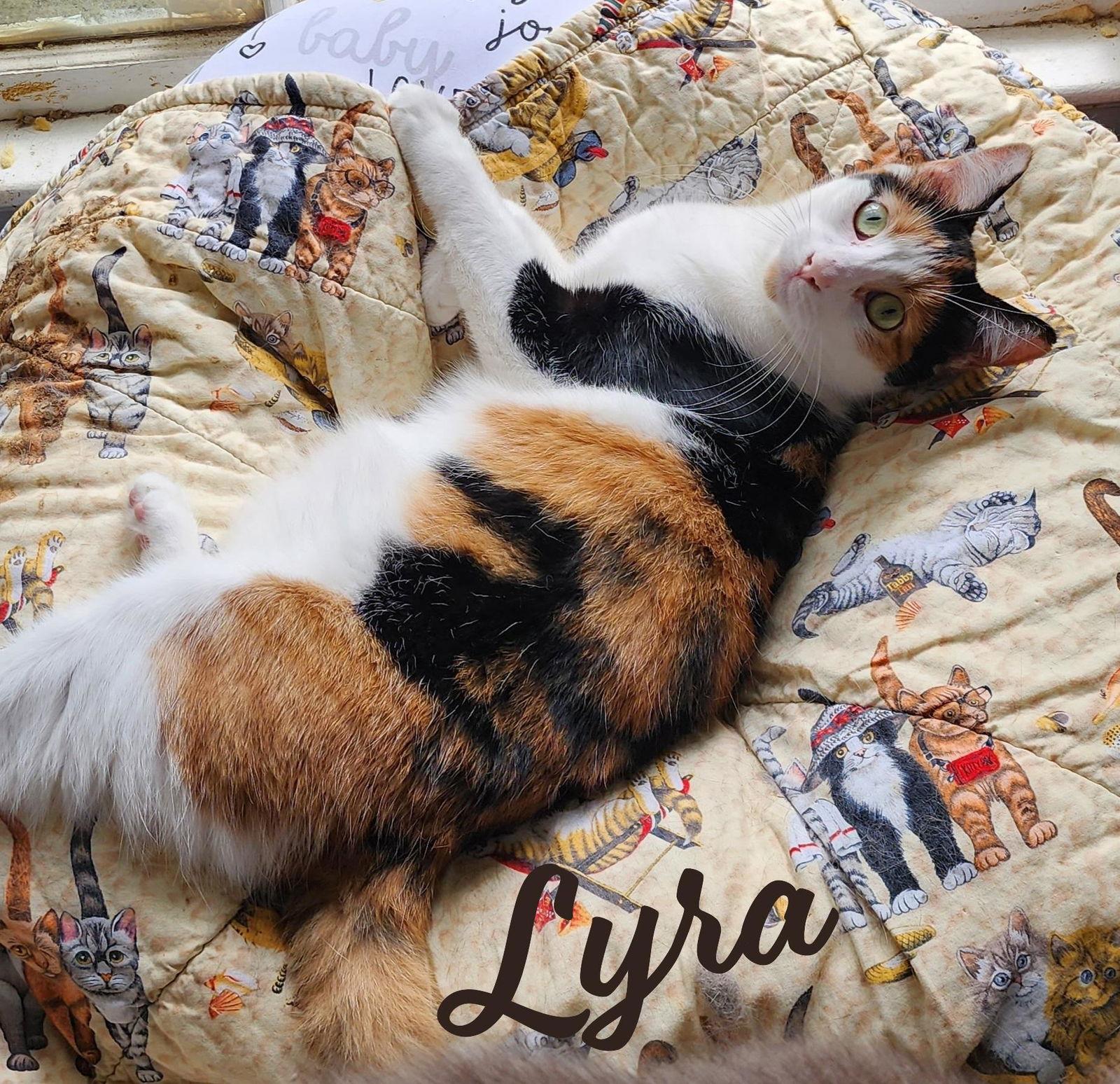 Lyra #precious-purr-baby, Adoptable, Adult Female Calico & Domestic Short Hair.