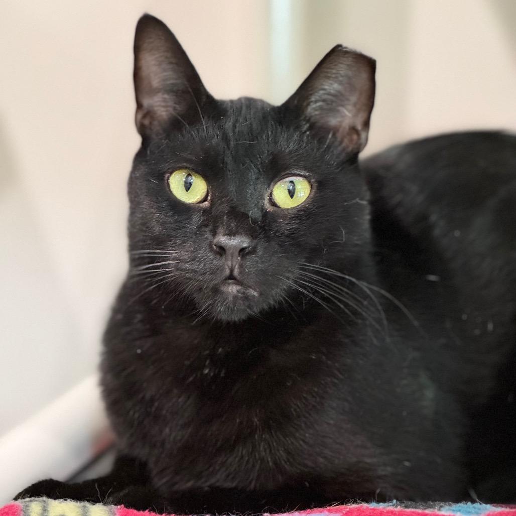 Braveheart — thumbnail 2