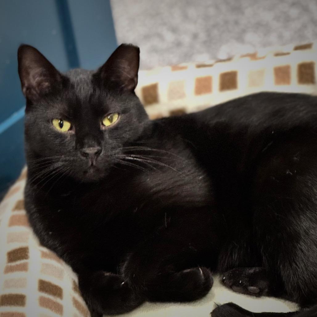 Braveheart — thumbnail 3