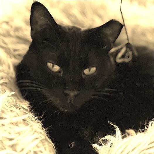 Braveheart — thumbnail 4