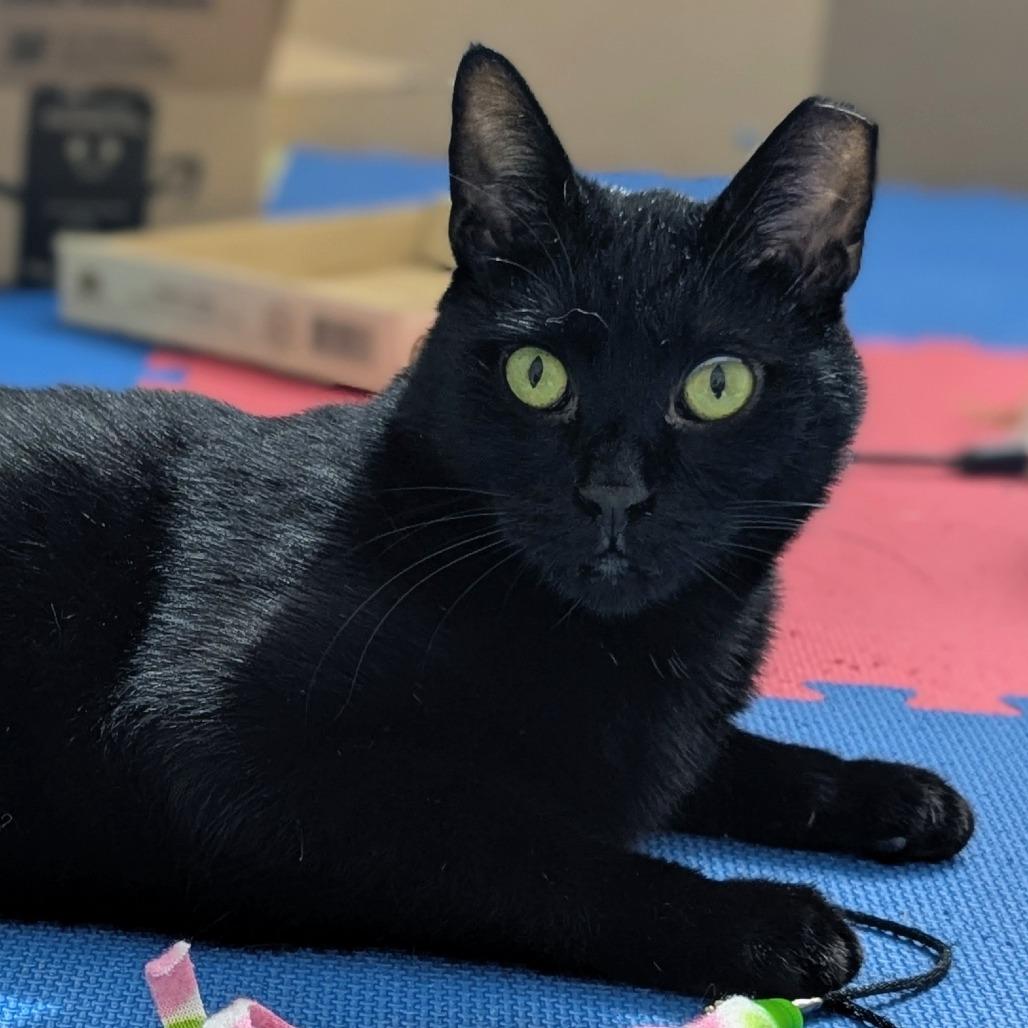 Braveheart — thumbnail 5