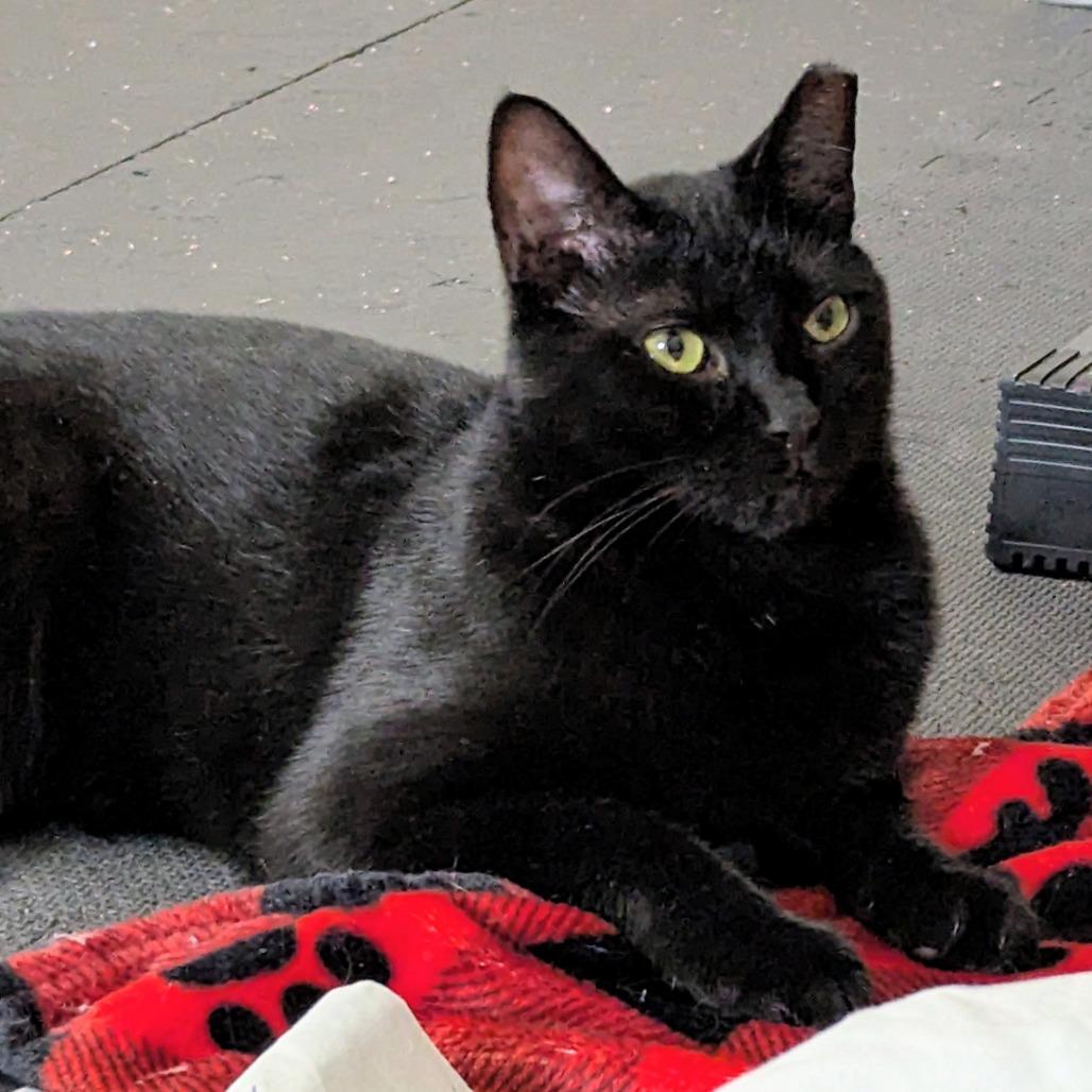 Braveheart — thumbnail 6