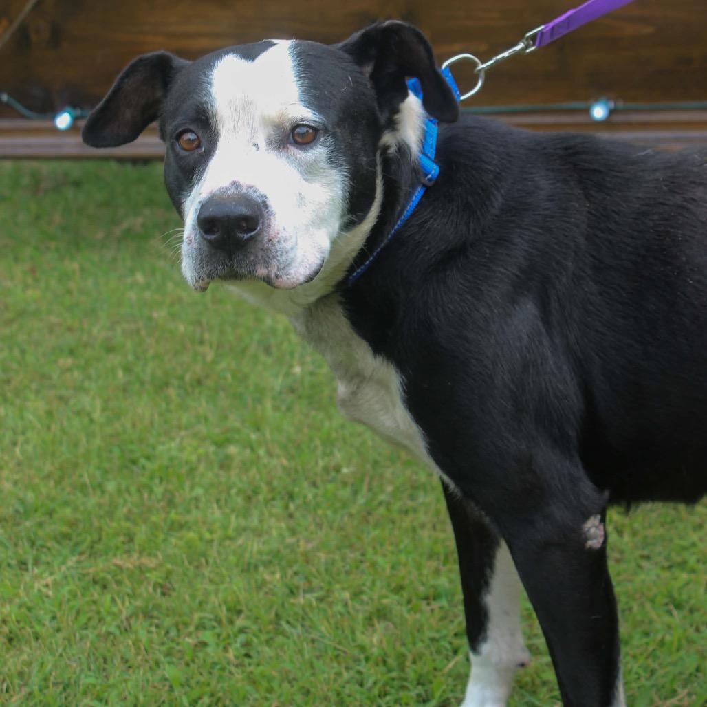 Wreck, Adoptable, Senior Male Mixed Breed.