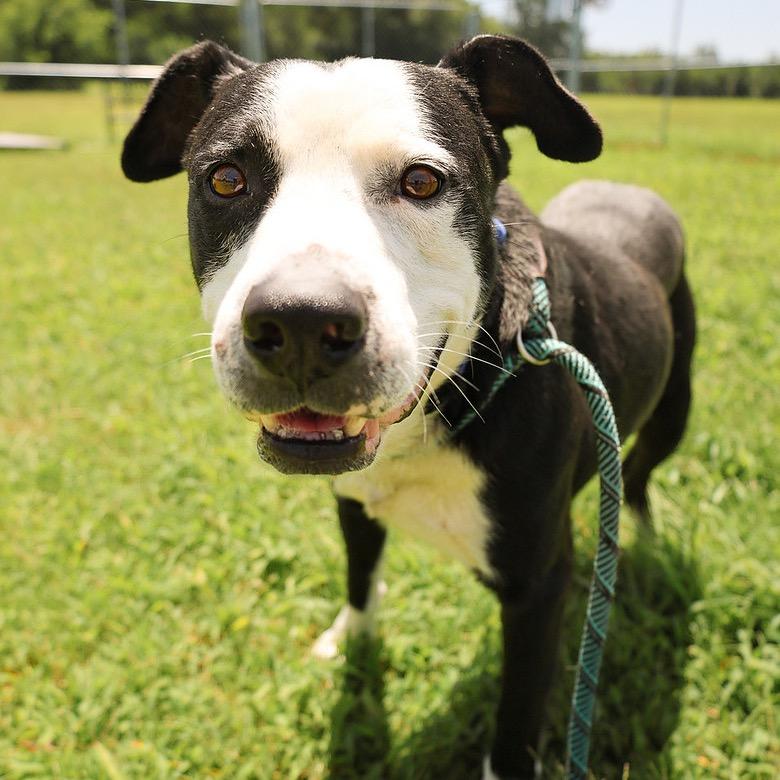 Wreck, a Adoptable Mixed Breed in Pauls Valley, OK image 2/6