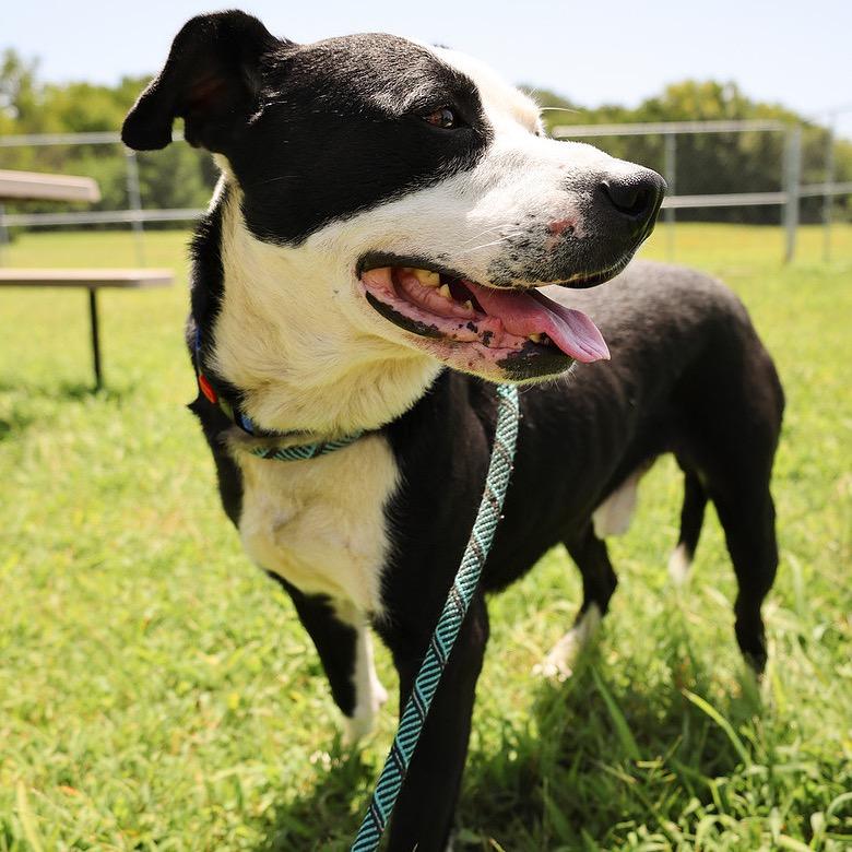 Wreck, a Adoptable Mixed Breed in Pauls Valley, OK image 3/6