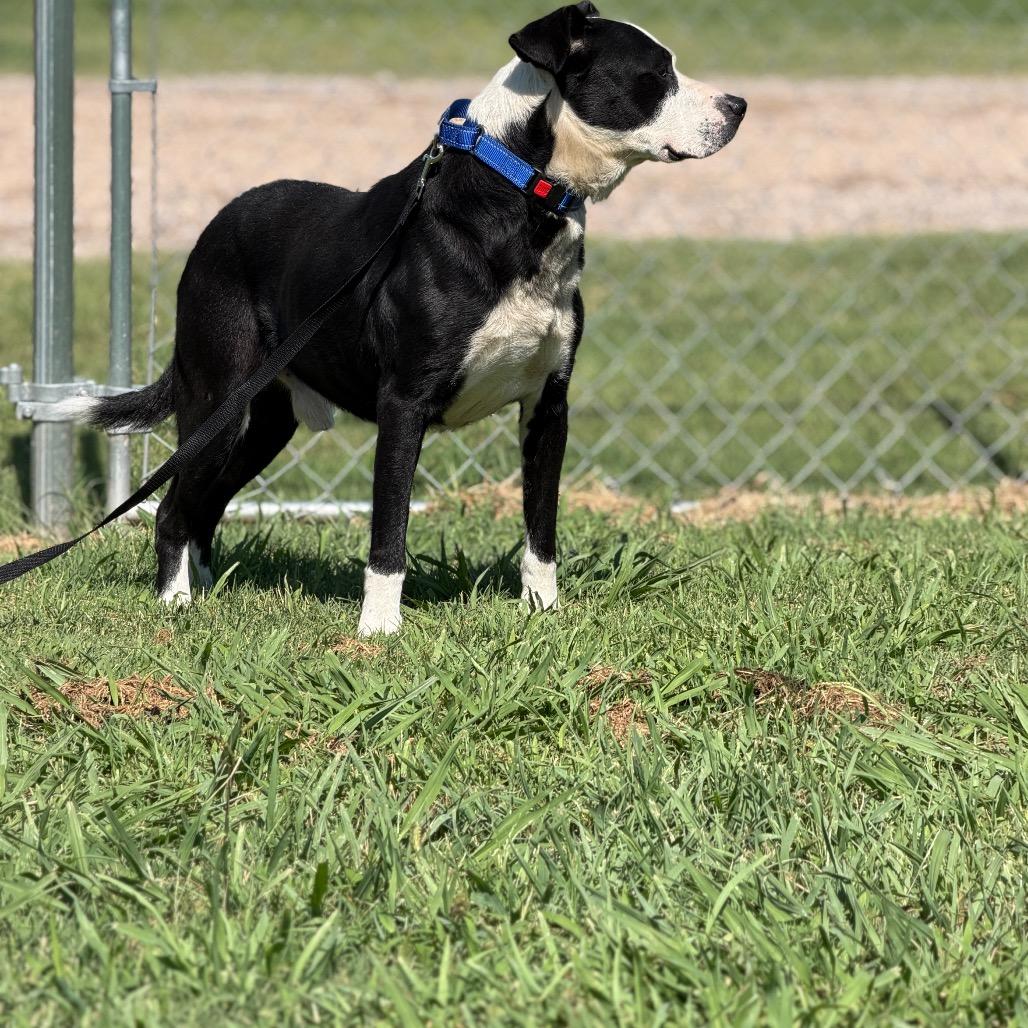 Wreck, a Adoptable Mixed Breed in Pauls Valley, OK image 4/6