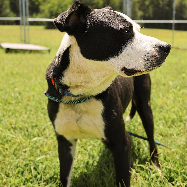 Wreck, a Adoptable Mixed Breed in Pauls Valley, OK image 5/6