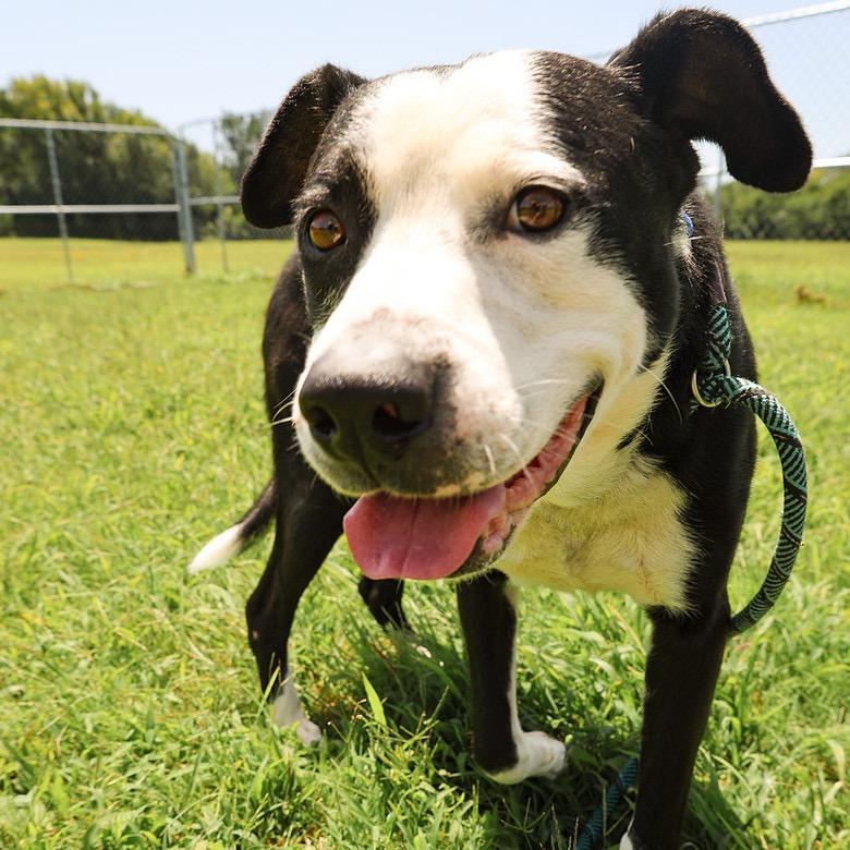 Wreck, a Adoptable Mixed Breed in Pauls Valley, OK image 6/6