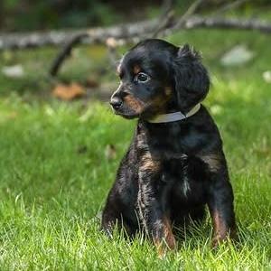 Enlarge Somoa, a Adoptable mixed breed in Cumming, GA image 4/4