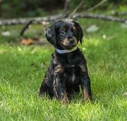 Enlarge Somoa, a Adoptable mixed breed in Cumming, GA image 3/4