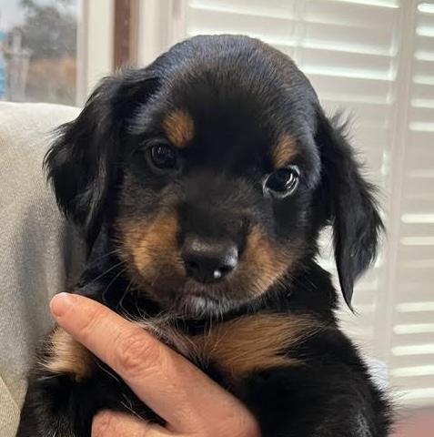 Enlarge Somoa, a Adoptable mixed breed in Cumming, GA image 1/4
