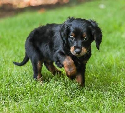 Enlarge Somoa, a Adoptable mixed breed in Cumming, GA image 2/4