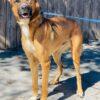 Enlarge AC-5329 "Buddy", a Adoptable mixed breed in Conyers, GA image 3/3