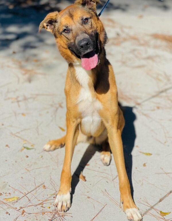 AC-5329 "Buddy", Adoptable, Adult Male Shepherd.