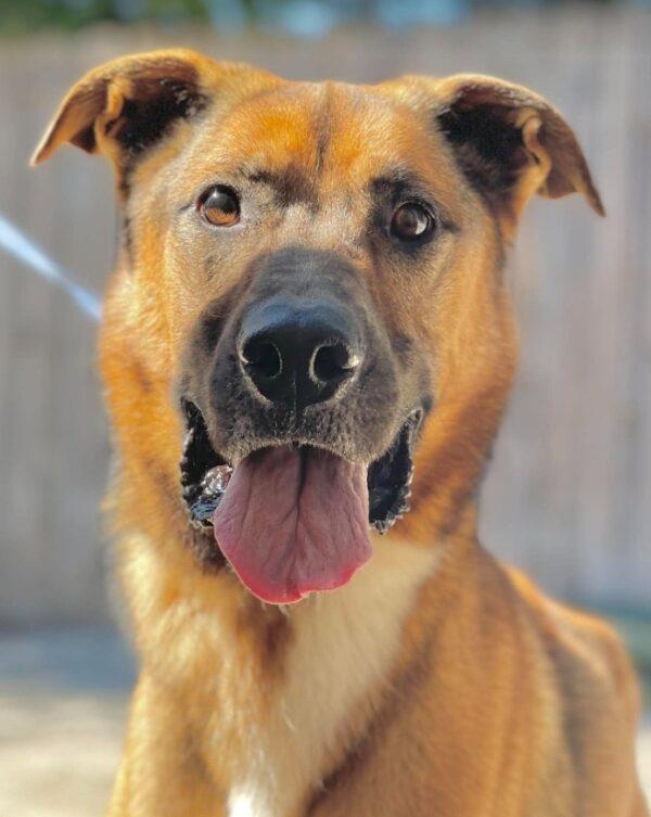 Enlarge AC-5329 "Buddy", a Adoptable mixed breed in Conyers, GA image 2/3