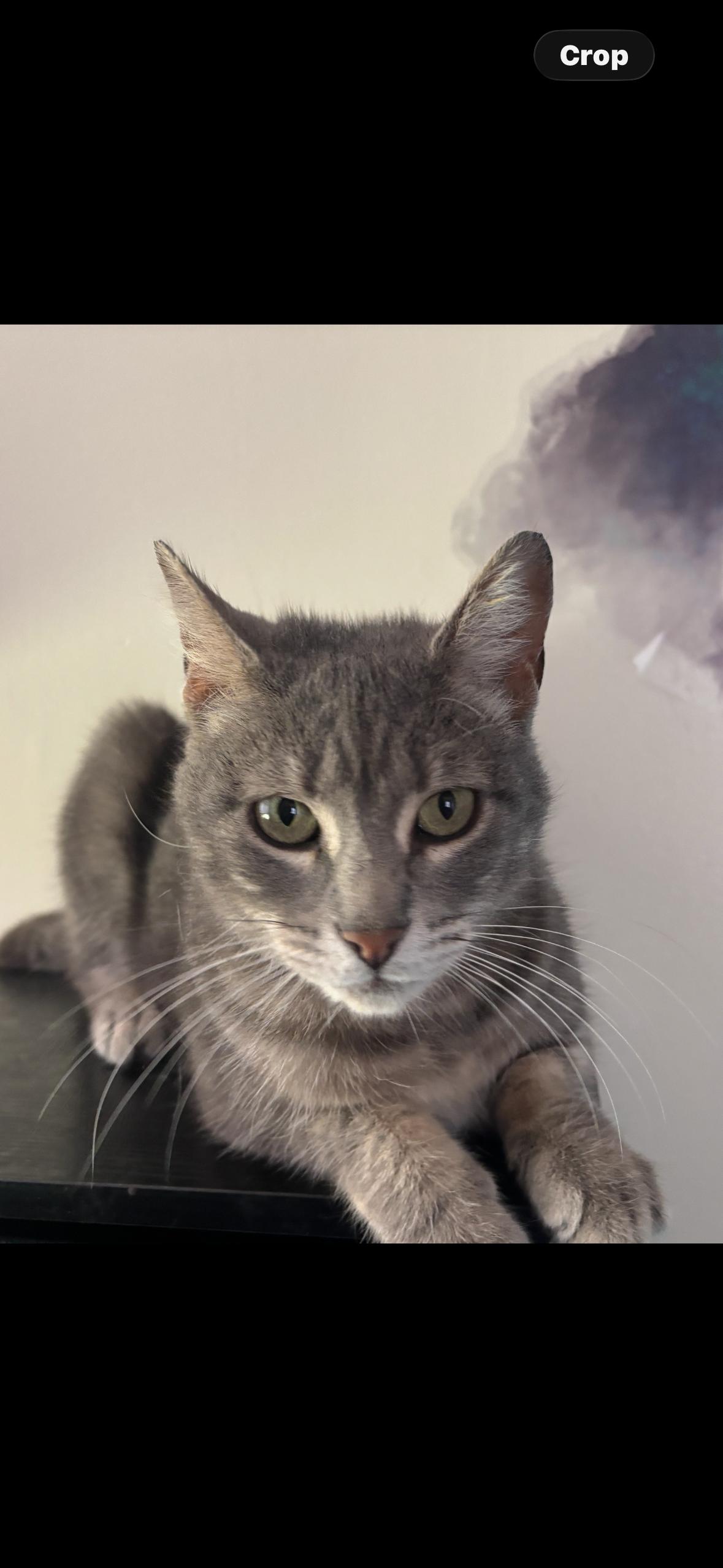 MoonPie, a ADOPTABLE mixed breed in Flushing, NY image 5/5