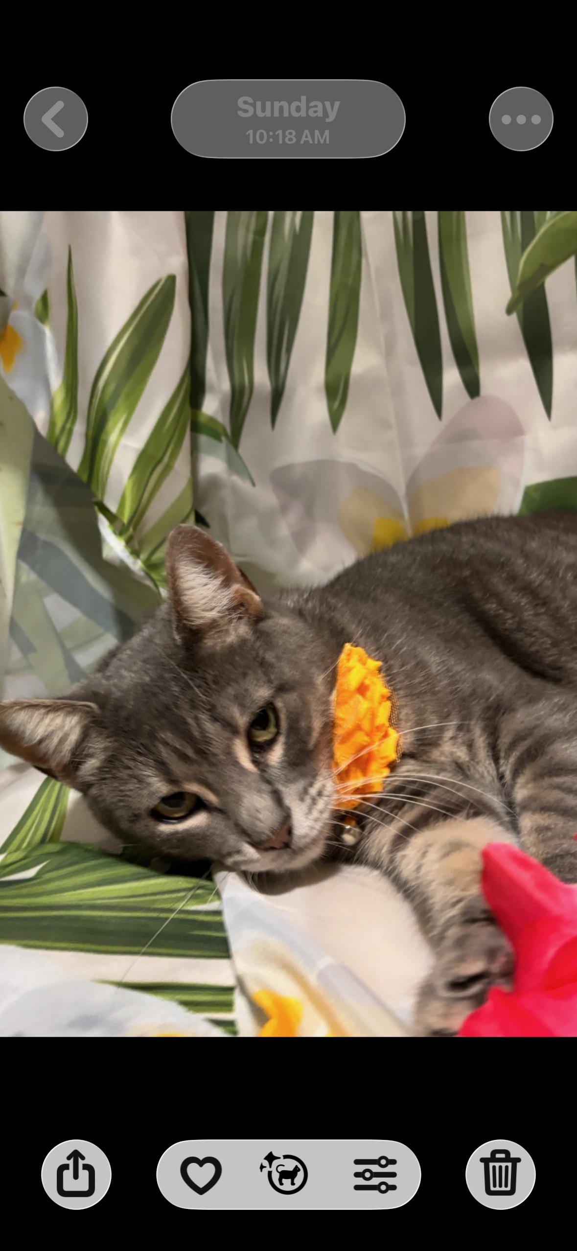 MoonPie, a ADOPTABLE mixed breed in Flushing, NY image 4/5