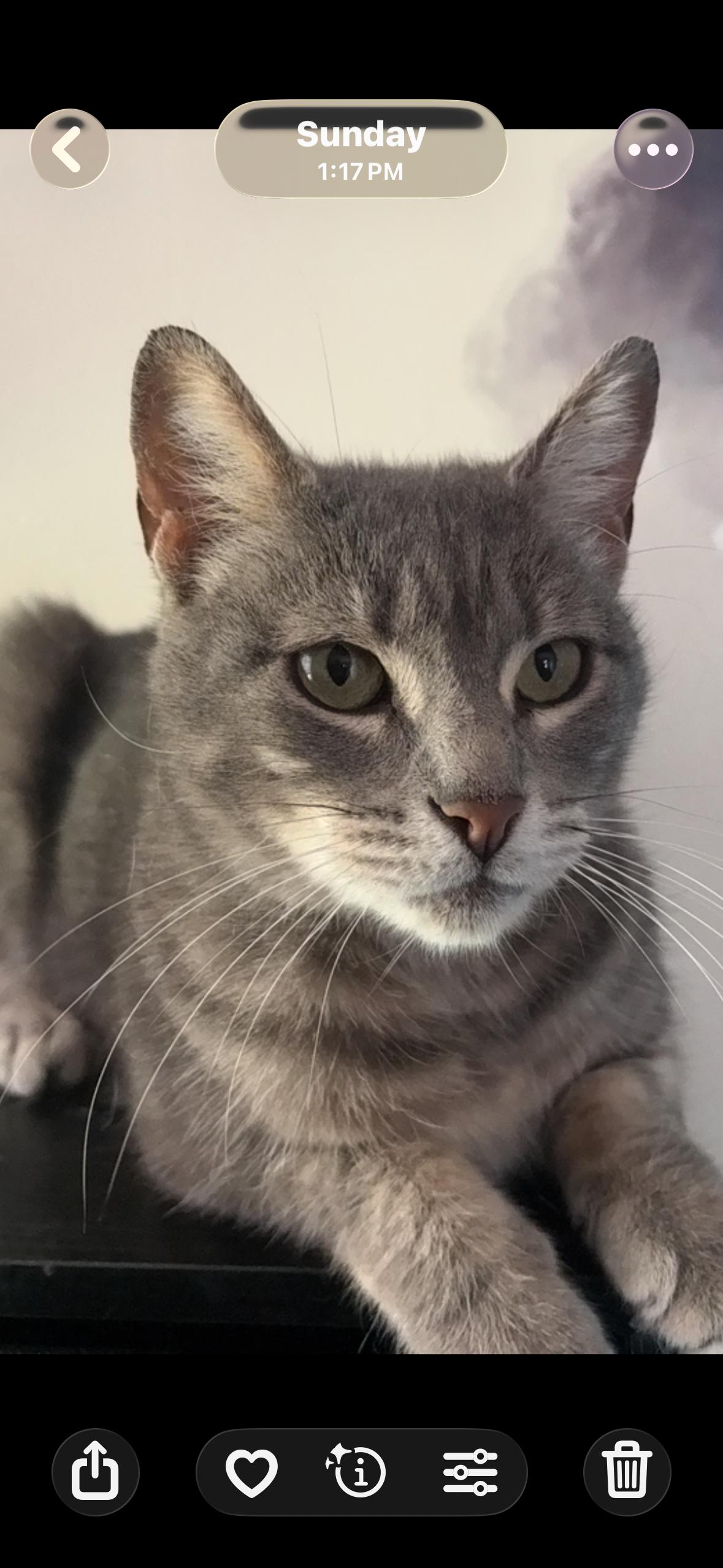 MoonPie, ADOPTABLE, Adult Female Domestic Short Hair & Tabby.