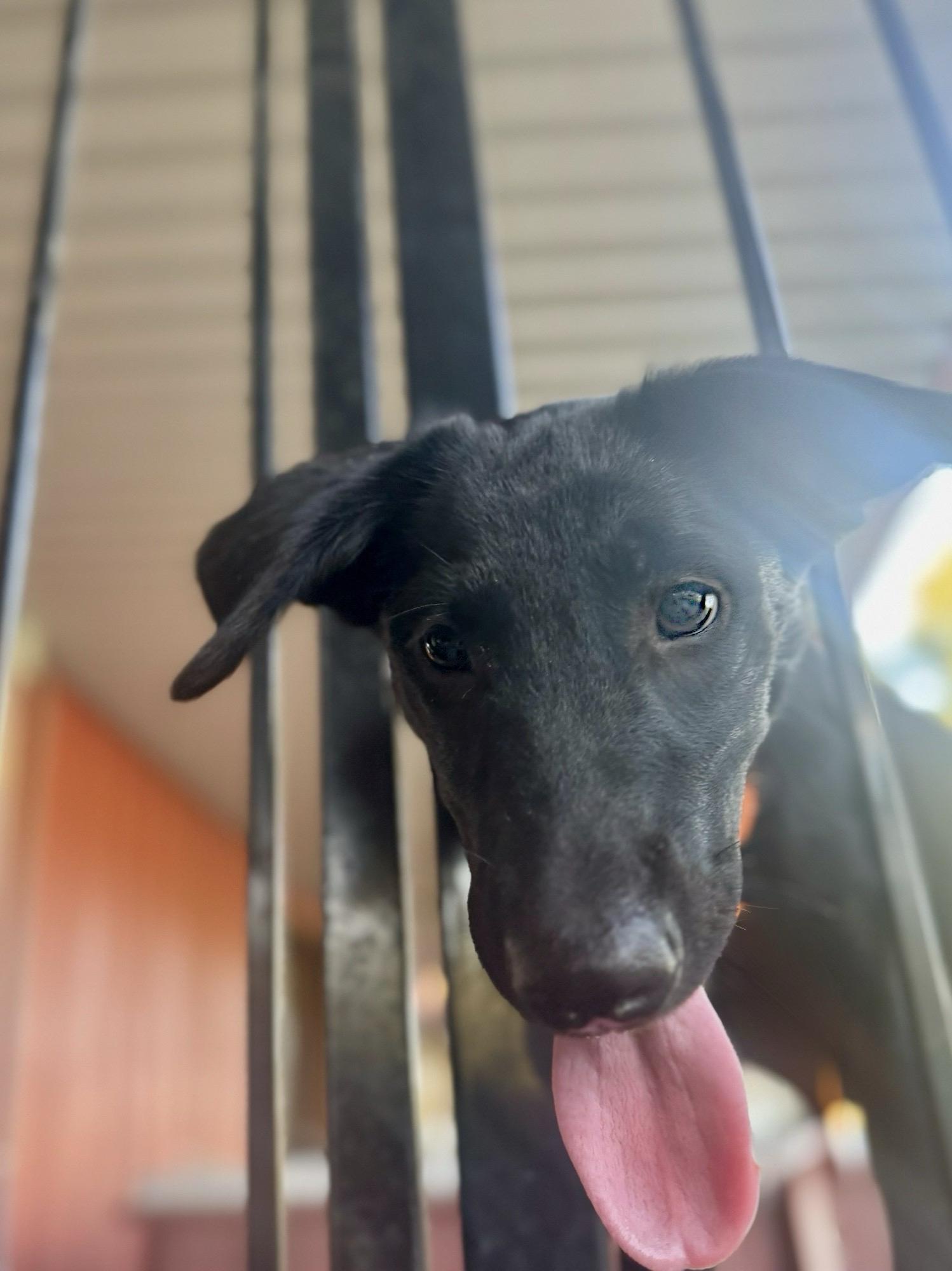 Dog for adoption Blake, a Black Labrador Retriever in GAINESVILLE, VA