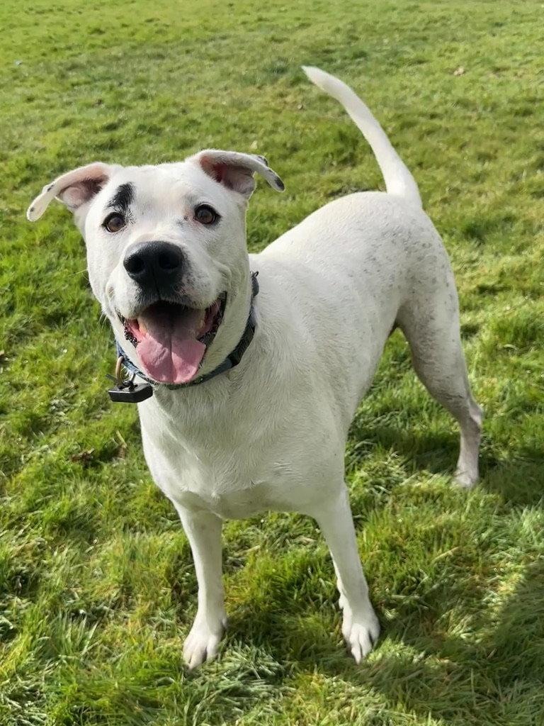 Brian, Adoptable, Adult Male Boxer.