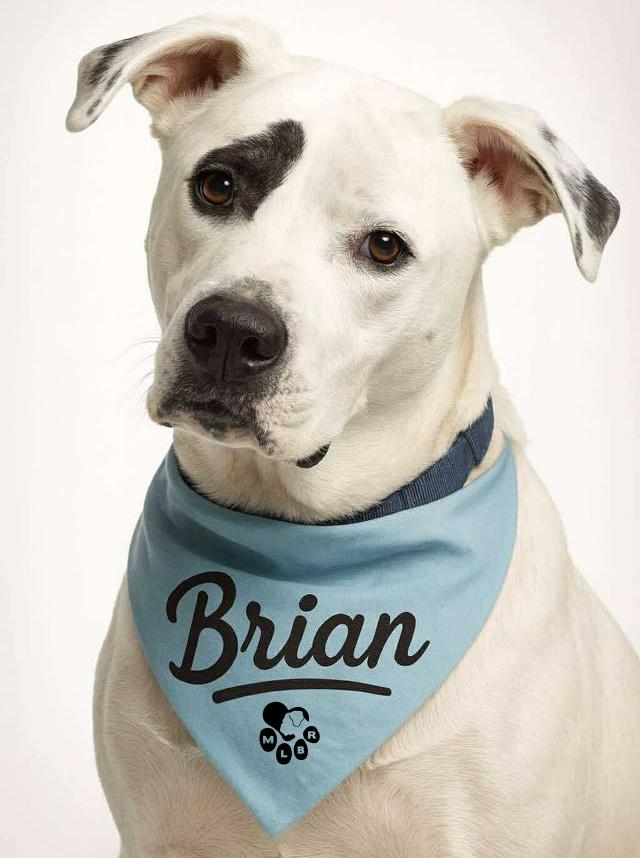 Brian, an adoptable Boxer in Stanwood, WA, 98292 | Photo Image 1