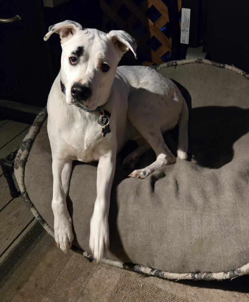 Brian, an adoptable Boxer in Stanwood, WA, 98292 | Photo Image 5