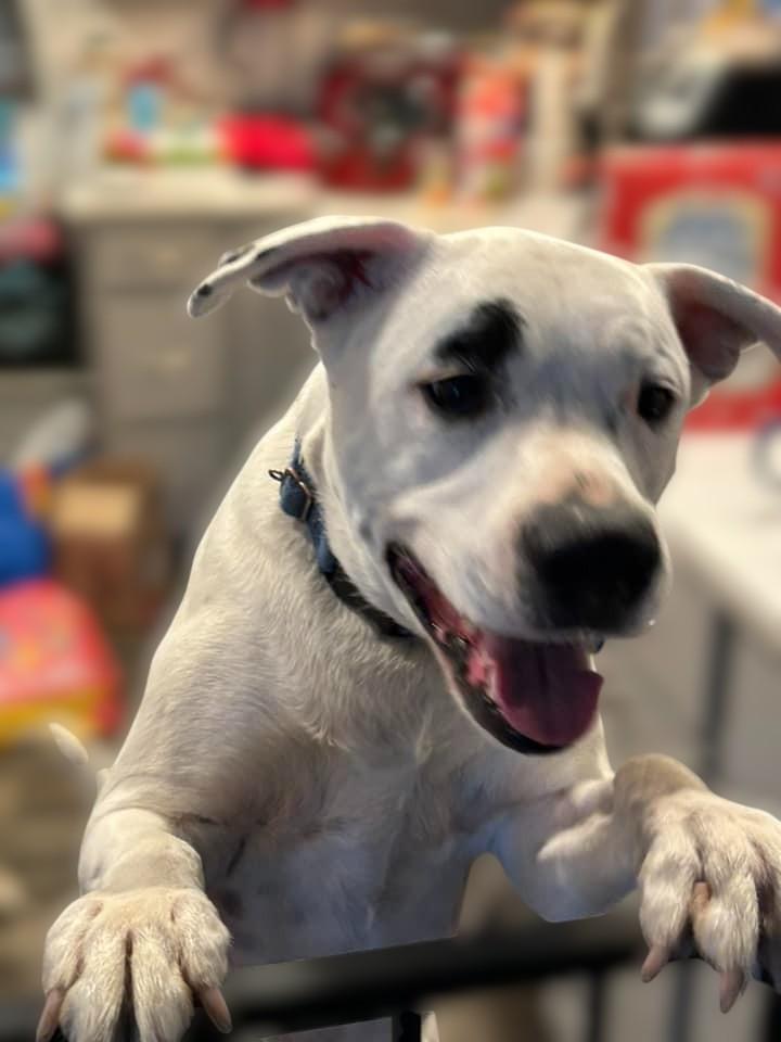 Brian, an adoptable Boxer in Stanwood, WA, 98292 | Photo Image 3