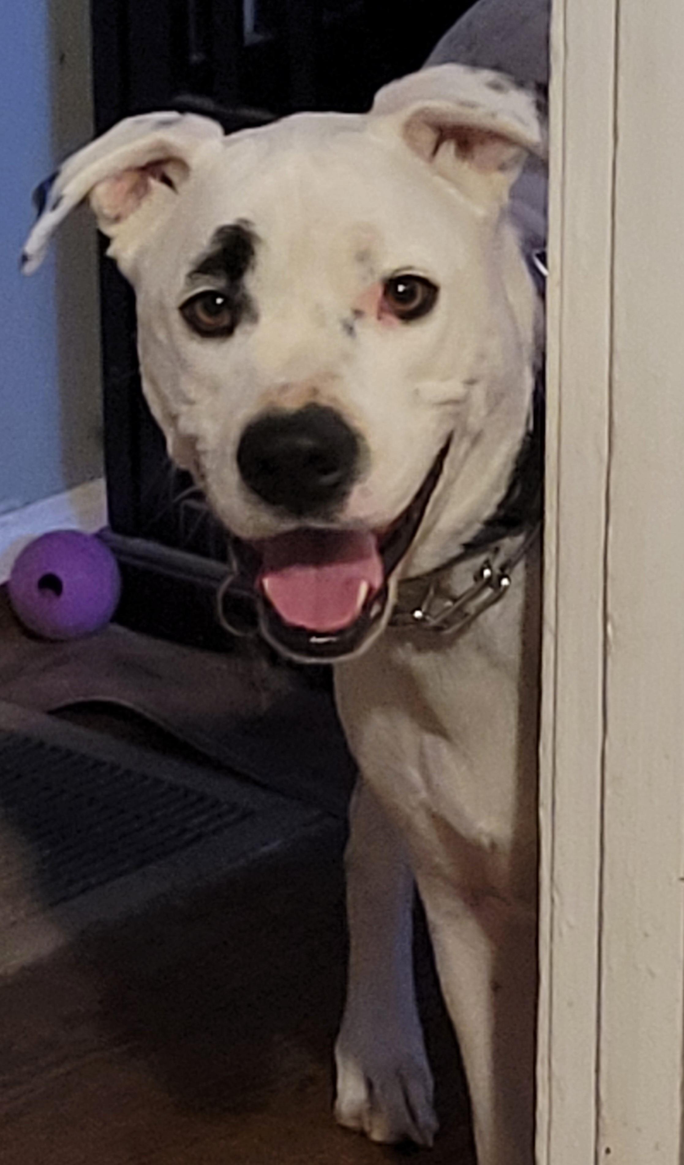 Brian, an adoptable Boxer in Stanwood, WA, 98292 | Photo Image 7