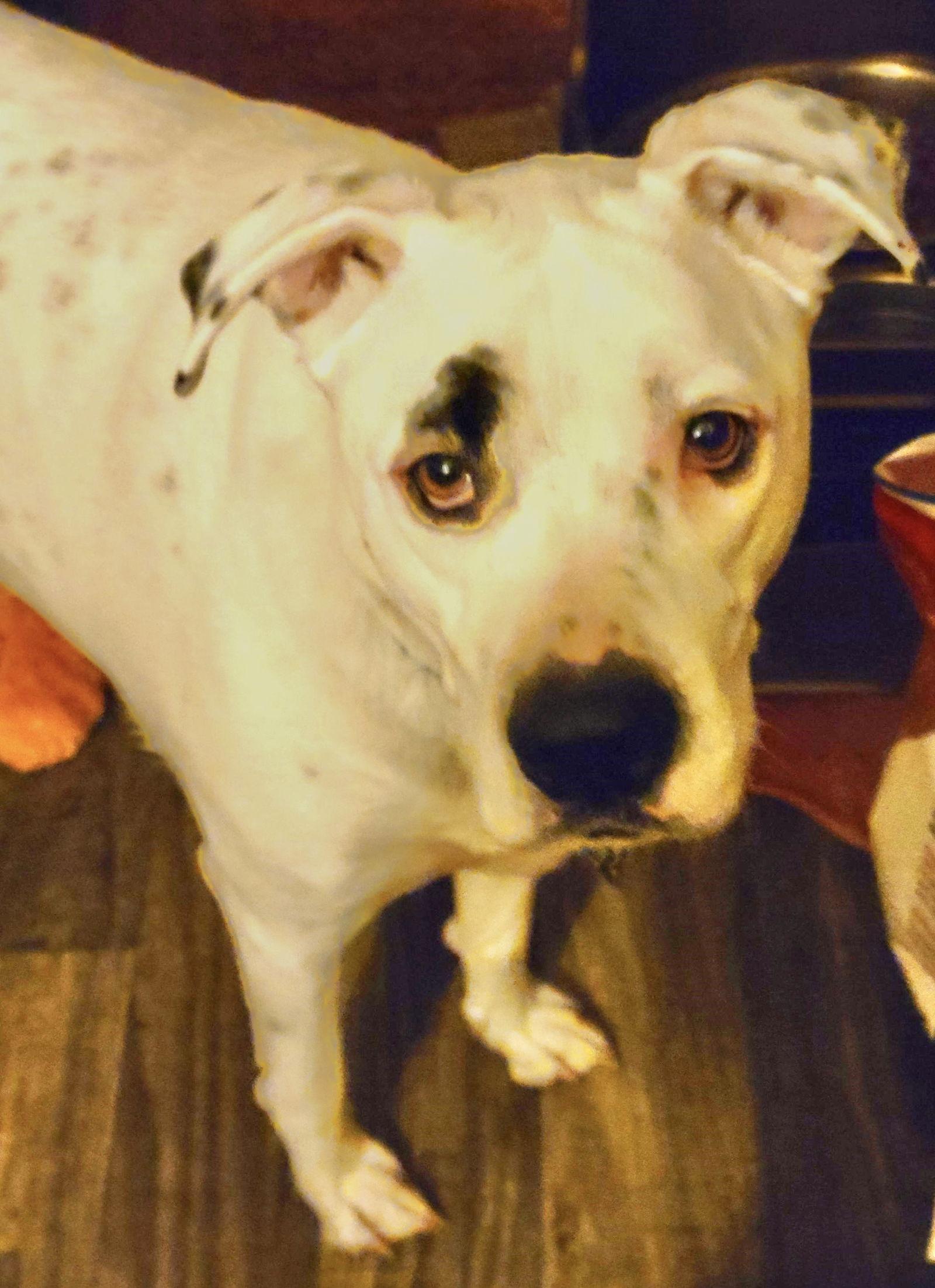 Enlarge Brian, a Adoptable Boxer in Stanwood, WA image 2/3