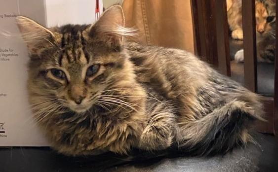 Ranger, ADOPTABLE, Kitten Female Maine Coon & Domestic Long Hair.