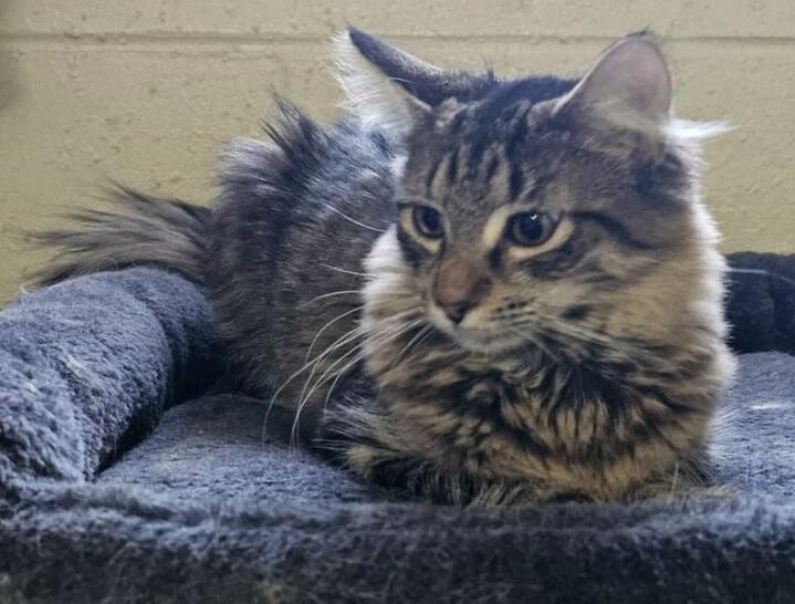 Ranger, a ADOPTABLE mixed breed in Smyrna, DE image 2/3