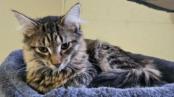 Ranger, a ADOPTABLE mixed breed in Smyrna, DE image 3/3